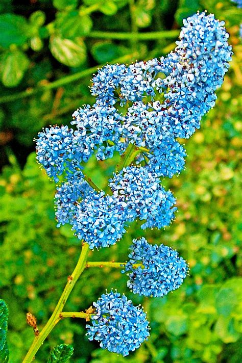bluespinach